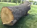 2 Large Pieces of English Oak Logs