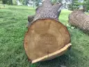2 Large Pieces of English Oak Logs