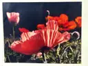 "Poppies"  Mark Tade