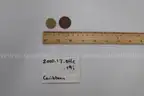 lot of coins