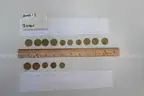 lot of coins