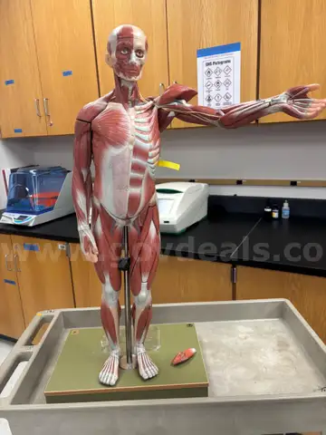 Half Life sized human muscular figure with organs model
