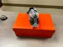 Nike Cleats (10 Pairs of Assorted Styles and Sizes) *PIM Supply Room*