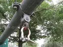 Canopy/Swing Set (OFF SITE INSPECTION AND REMOVAL - 24 HR NOTICE FOR APPOINTMENTS)