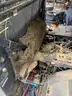 2007 Kubota RTV 1100
