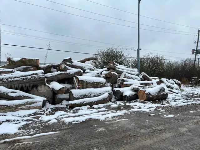 Lot of Wood Logs