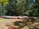 Large Lot of Douglas Fir Timber Logs | Buyer Removal Required | Certifications&#xA0;(ID #42154) (Off-Site) (25-3606-1) 23403