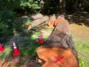 Large Lot of Douglas Fir Timber Logs | Buyer Removal Required | Certifications&#xA0;(ID #42154) (Off-Site) (25-3606-1) 23403