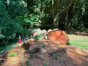 Large Lot of Douglas Fir Timber Logs | Buyer Removal Required | Certifications&#xA0;(ID #42154) (Off-Site) (25-3606-1) 23403