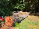 Large Lot of Douglas Fir Timber Logs | Buyer Removal Required | Certifications&#xA0;(ID #42154) (Off-Site) (25-3606-1) 23403