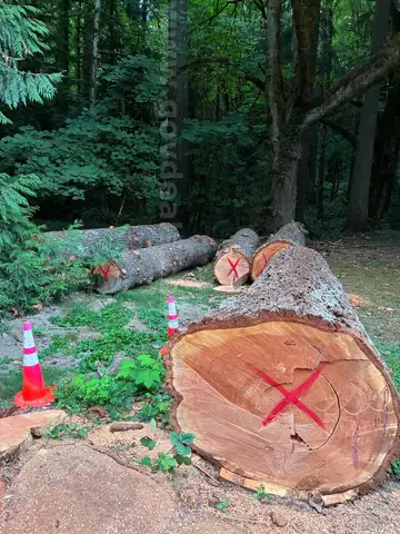 Large Lot of Douglas Fir Timber Logs | Buyer Removal Required | Certifications&#xA0;(ID #42154) (Off-Site) (25-3606-1) 23403