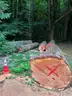 Large Lot of Douglas Fir Timber Logs | Buyer Removal Required | Certifications&#xA0;(ID #42154) (Off-Site) (25-3606-1) 23403