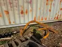 Fred Cain PTO Agri-Digger Post Hole Auger