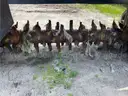 2008 New Holland Tractor w/ Compost Tiller
