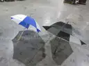 2ea large sized umbrellas