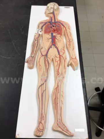 LOT of Biology Models/Equipment from the Late 1960's - Early 1970's
