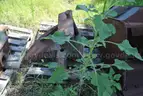 2009 Gradall XL4100 6X4 Excavator - diesel - didn&#x27;t start with boost -- LARGE