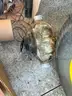 Lot of Water Meters (800+)