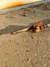 Stihl Pole Saw (Possible model HT 101)